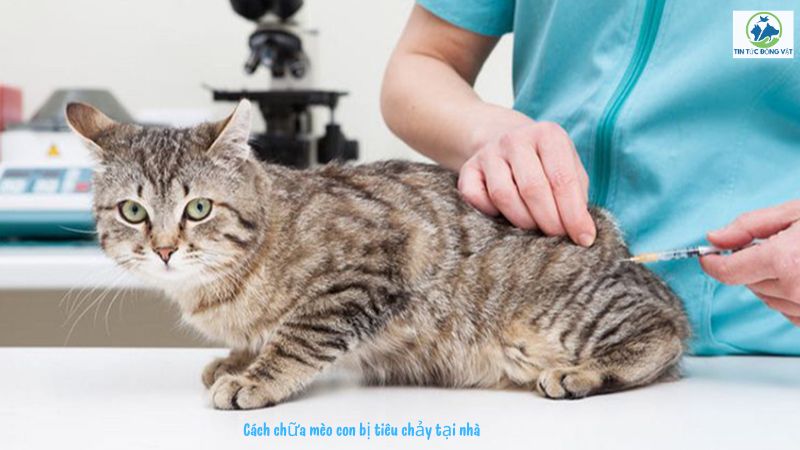 Cách chữa mèo con bị tiêu chảy tại nhà