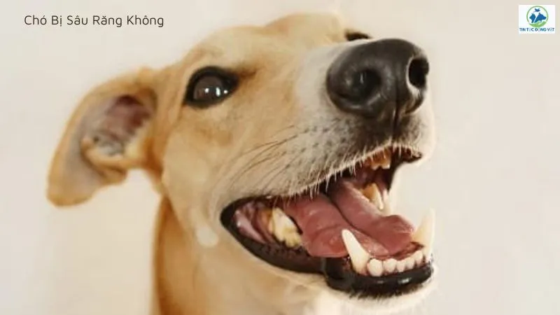 Chó bị sâu răng