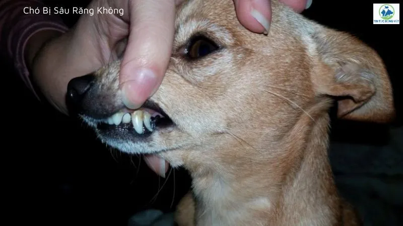 Chó bị sâu răng