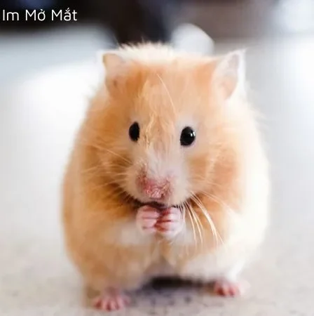 hamster nằm im mở mắt