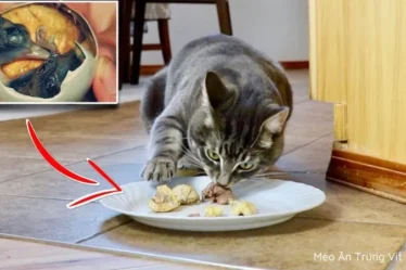 mèo ăn trứng vịt lộn