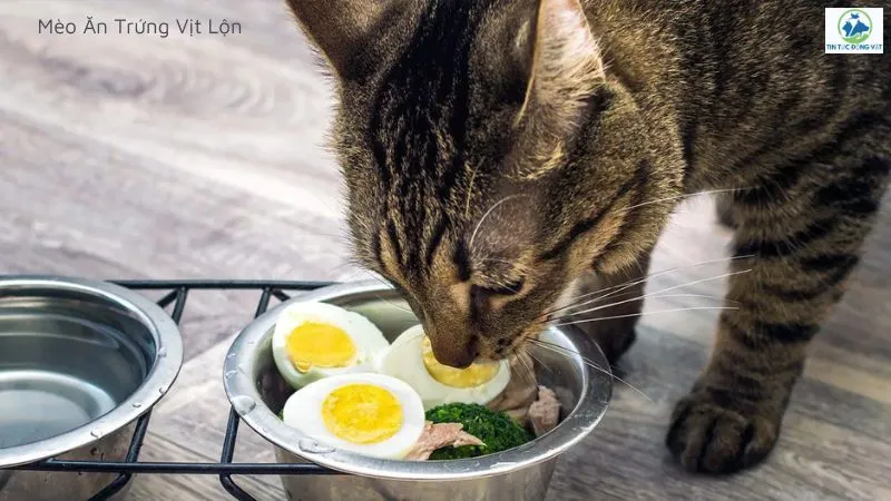 mèo ăn trứng vịt lộn