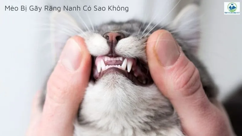 Mèo bị gãy răng nanh có sao không
