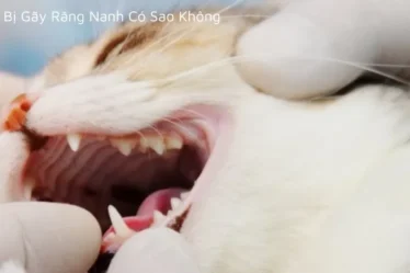 Mèo bị gãy răng nanh có sao không