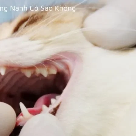 Mèo bị gãy răng nanh có sao không