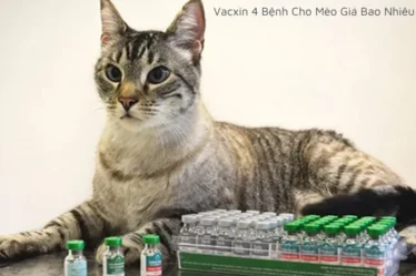 Vacxin 4 bệnh cho mèo giá bao nhiêu