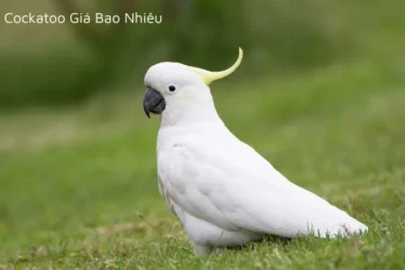 Vẹt cockatoo giá bao nhiêu